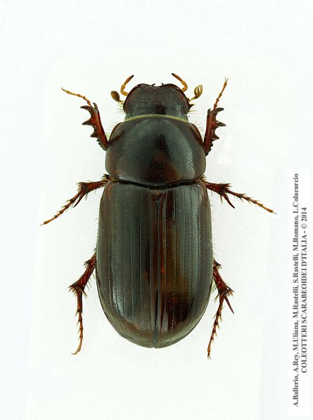 Anomius crovettii, holotypus, maschio